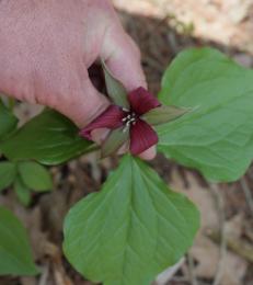 Ontario, Canada (Trillium)