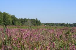 RuralSouthernMichigan