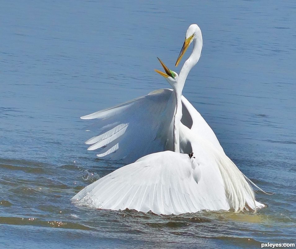 Great Egrets