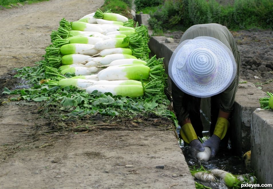 White Hat , White Daikon