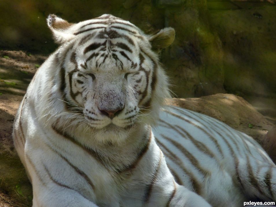 White tiger