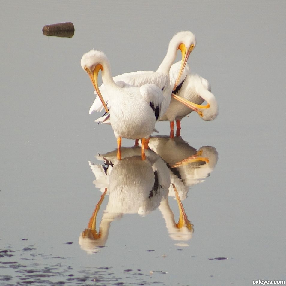 American White Pelican trio