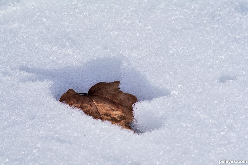 Leaf in the Snow