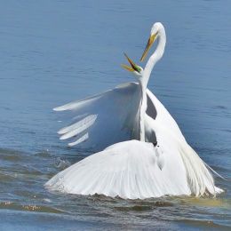 GreatEgrets