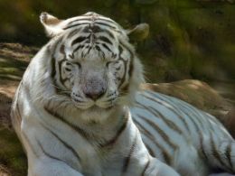 White tiger