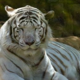 Whitetiger