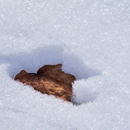 LeafintheSnow