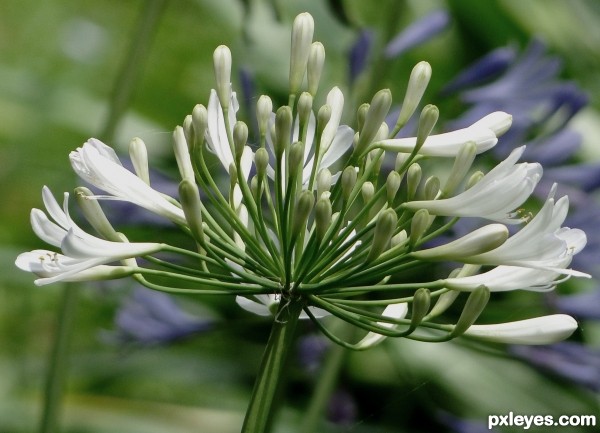 Another white flower