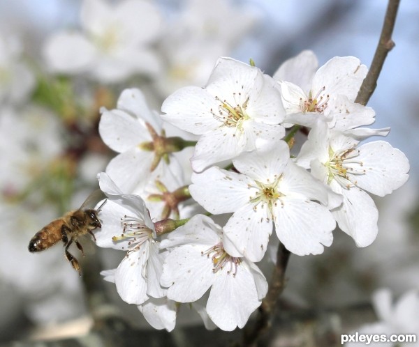 Cherry Tree and Bee