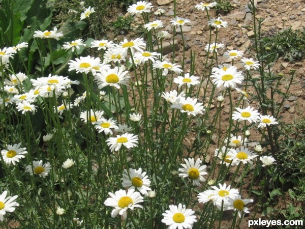 Flowers  Smile