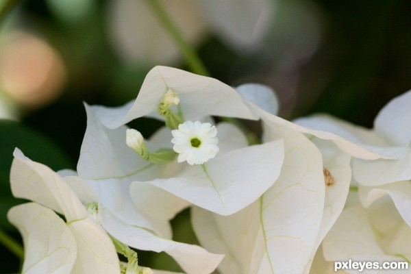 Queen of whites