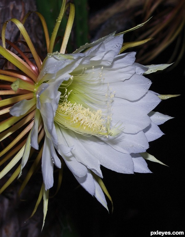 RARE!   Cereus