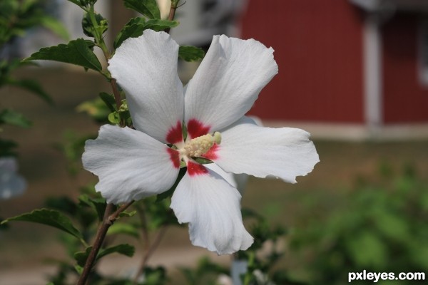 Rose of Sharon