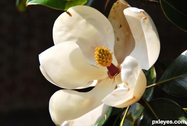 Southern Magnolia