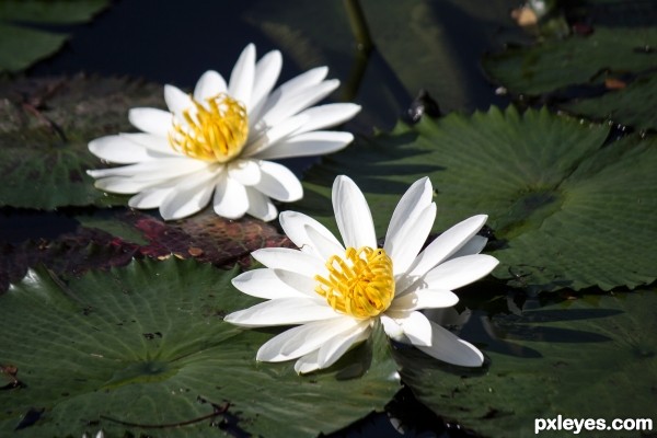 Water Lily