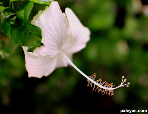 White Hibiscus