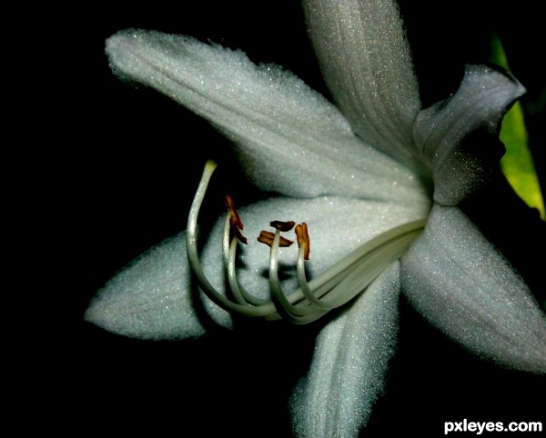 White Sparkle Flower