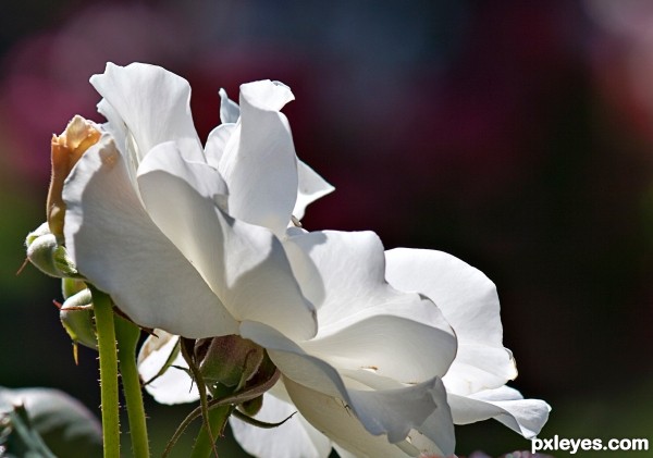 White rose