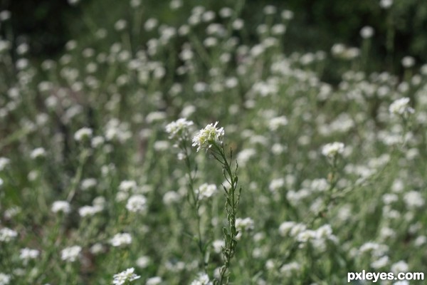 Wildflowers