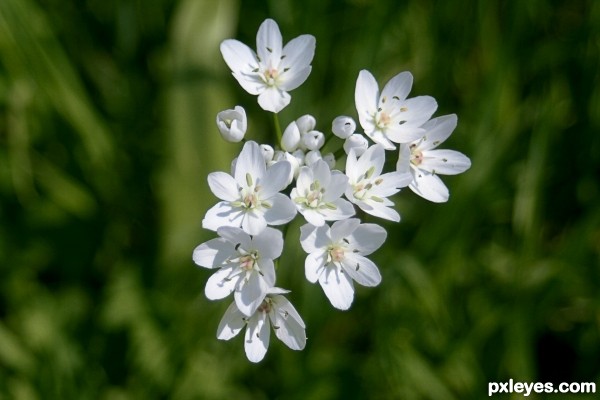 bearâ€™s garlic 