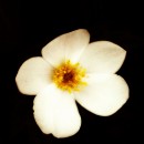 white flowers photography contest