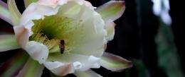 Bee in flower