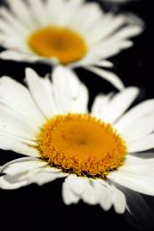 Daisys