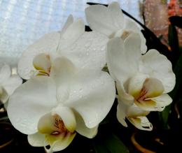 Orchid