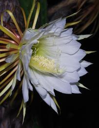 RARE!   Cereus