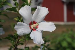 Rose of Sharon