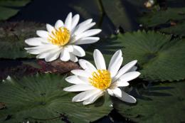 WaterLily