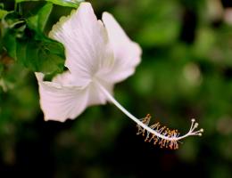 WhiteHibiscus