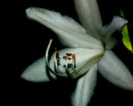 White Sparkle Flower