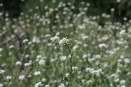 Wildflowers