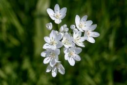 bearâ€™s garlic 