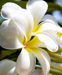 frangipani