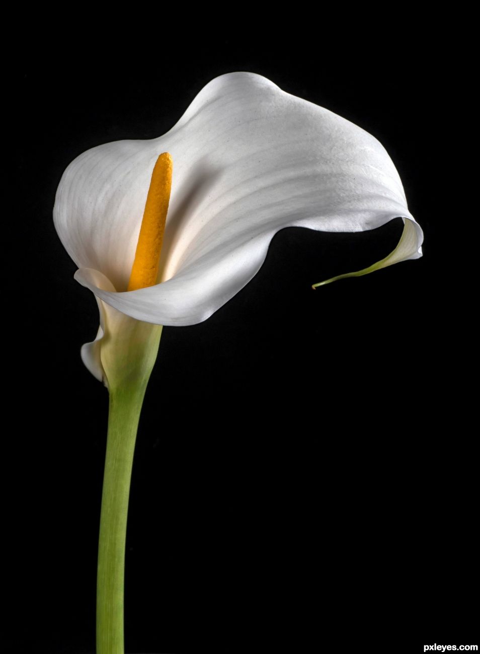 Calla Lily