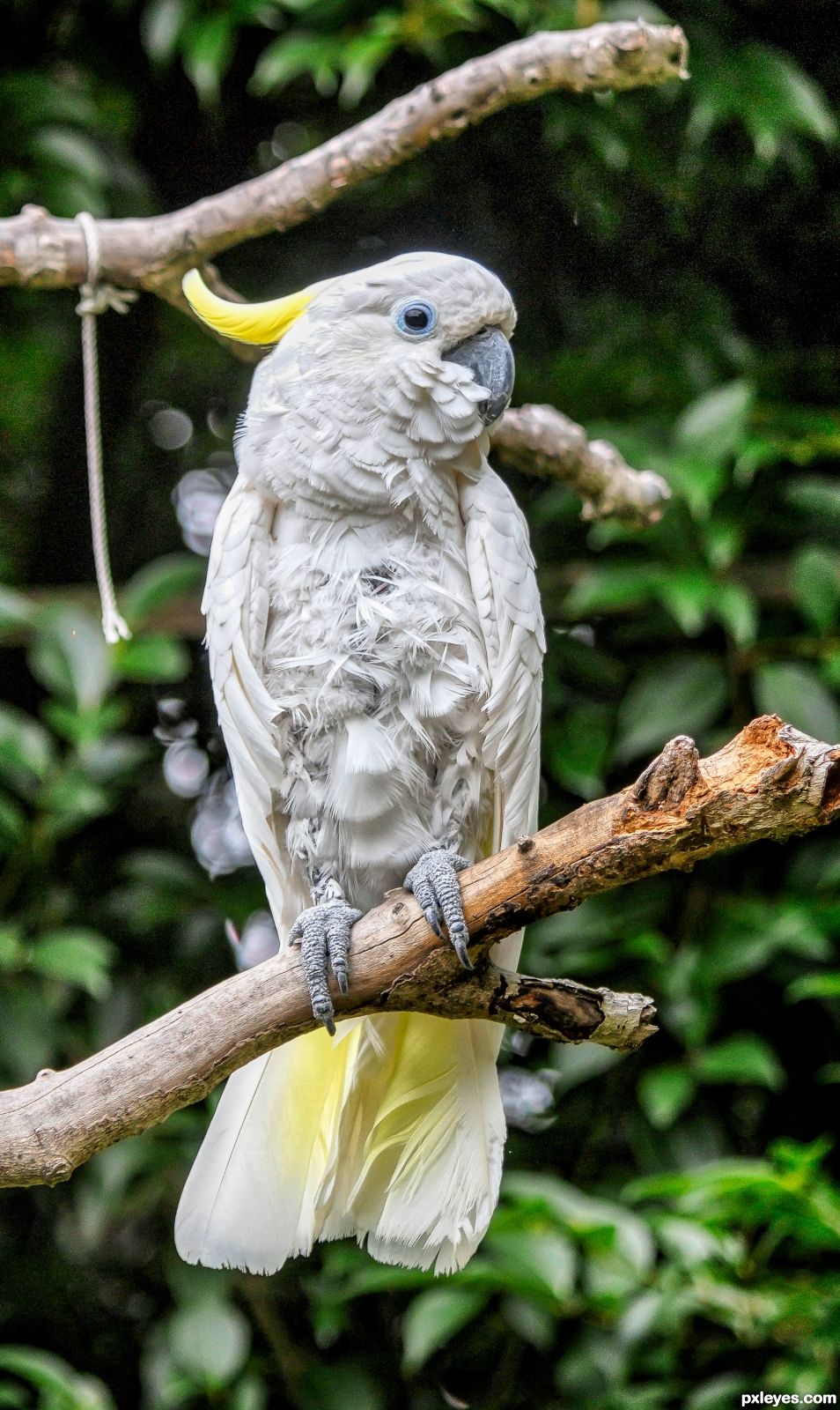 Cockatoo