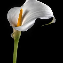 Calla Lily Picture