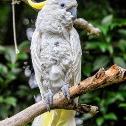 Cockatoo