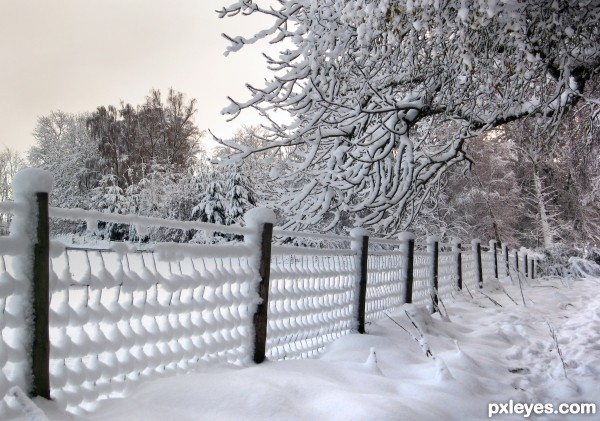 Along the Fence