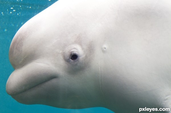 Beluga Whale