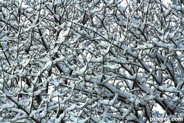 Blanket of Snow