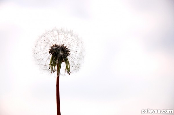 Dandelion