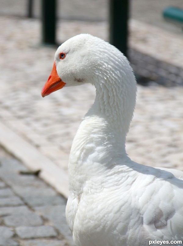 Goose