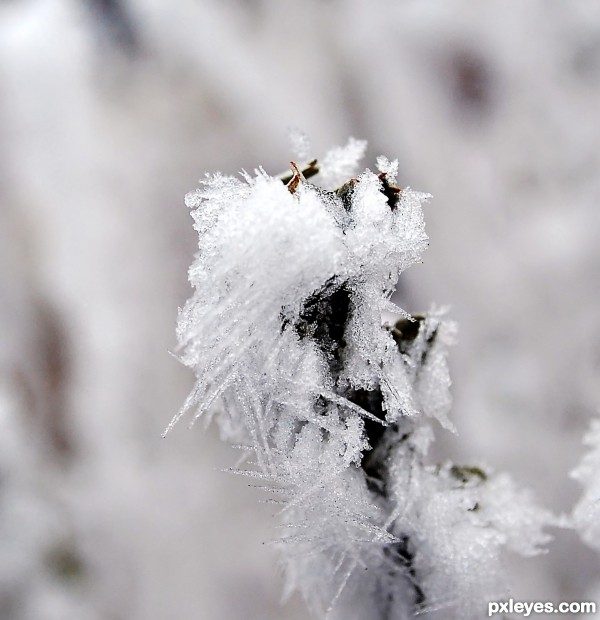 Hoarfrost