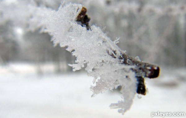Frosted Branch