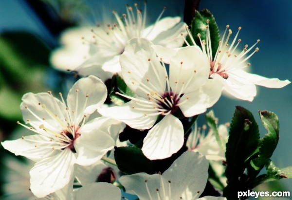 White Flowers