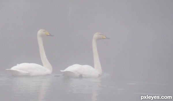 White swans