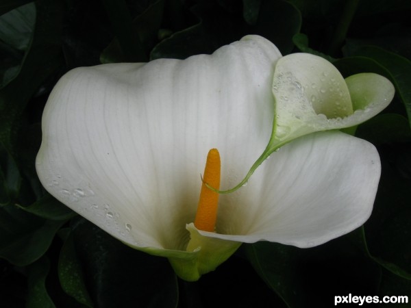 White Flower